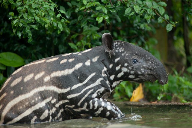 Wykopowicze wybierają imię dla tapira