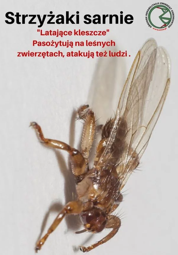 Strzyżak sarni (jeleni), czyli tzw. "latający kleszcz" atakuje w lasach. Warto zwracać na niego szczególną uwagę zwłaszcza latem.