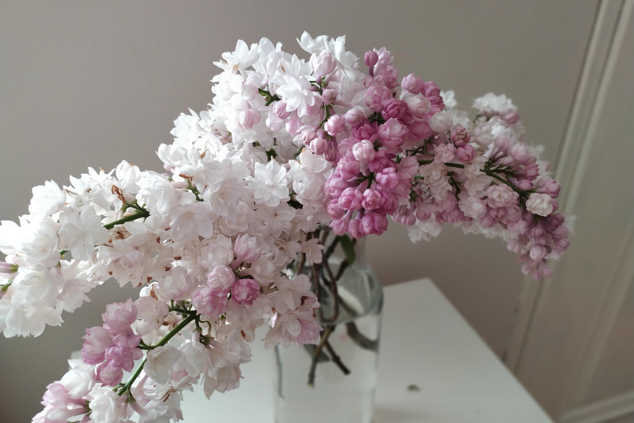 Ten kwiat rośnie za domem, a możesz zrobić z niego lemoniadę. Smaku dzieciństwa nie zapomnisz nigdy