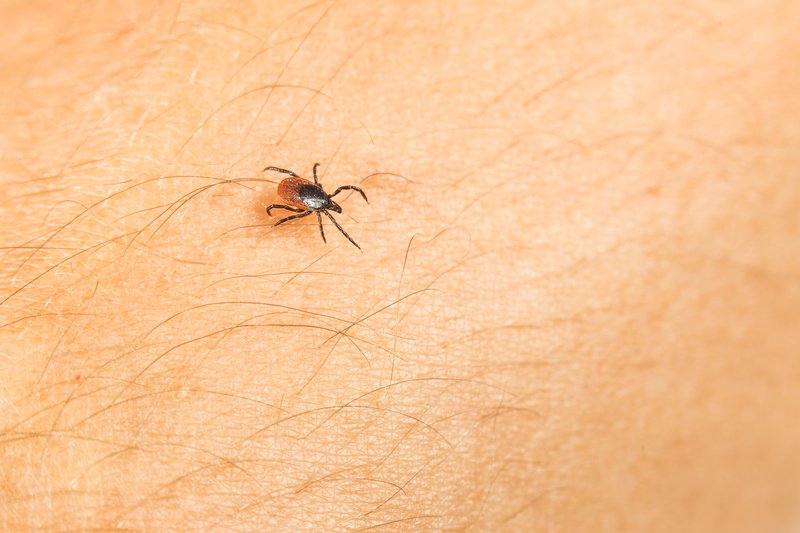 Od 10 do 40 proc. kleszczy żyjących w Polsce jest nosicielami boreliozy.