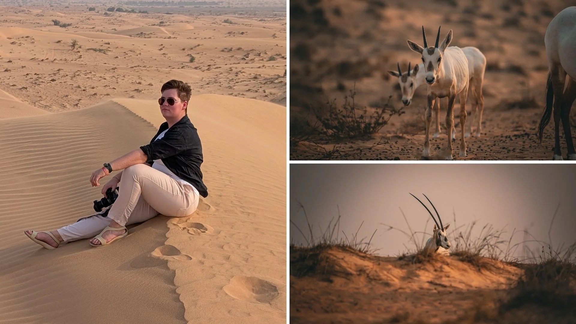 Oryksy i ja na pustyni pod Dubajem Pustynia pod Dubajem