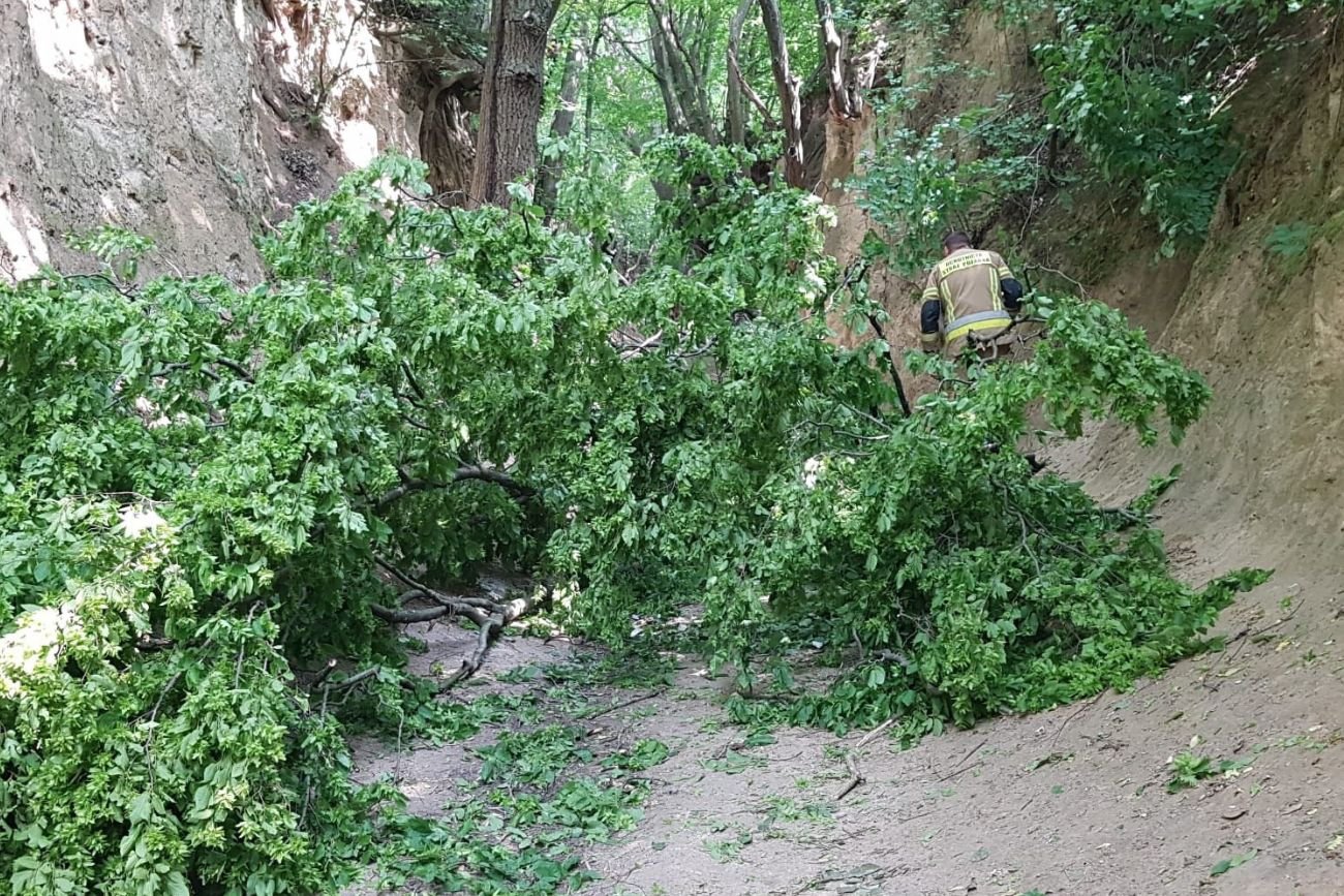 Konar runął na wycieczkę szkolną w Kazimierzu Dolnym. Dzieci poważnie ranne