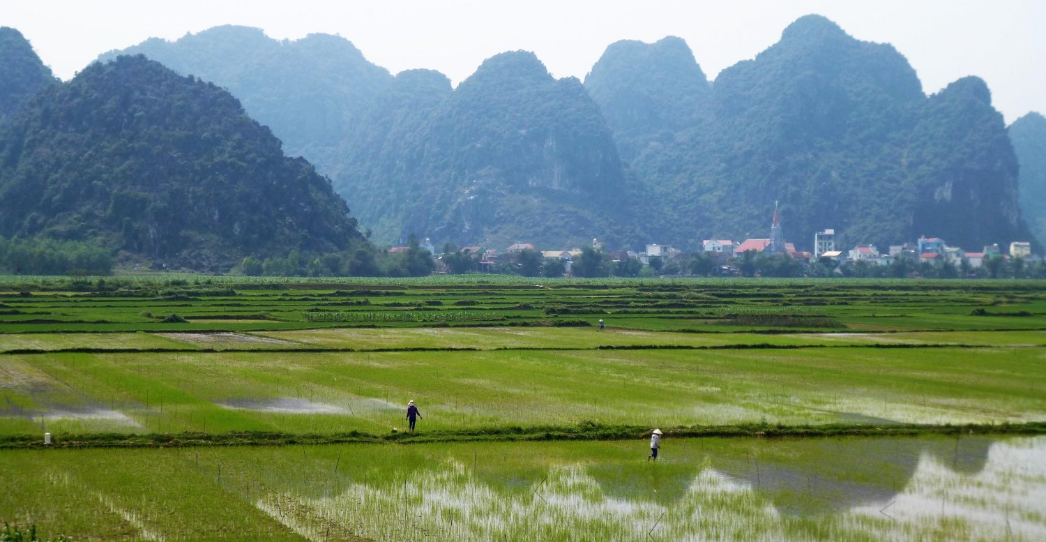 Pola ryżu są wszędzie.