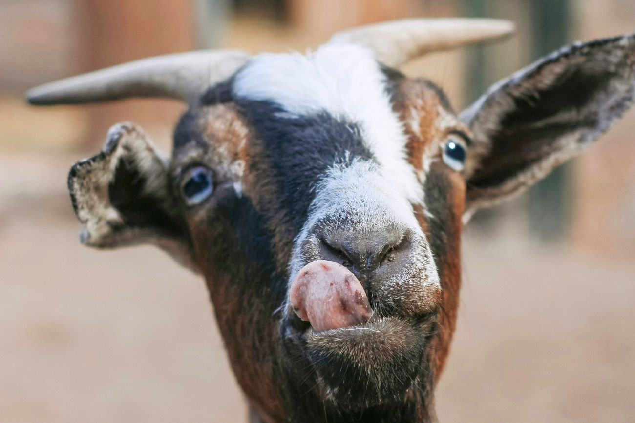 Koza w lubińskim zoo nie przeżyła ogromu ludzkiej dobroci i głupoty