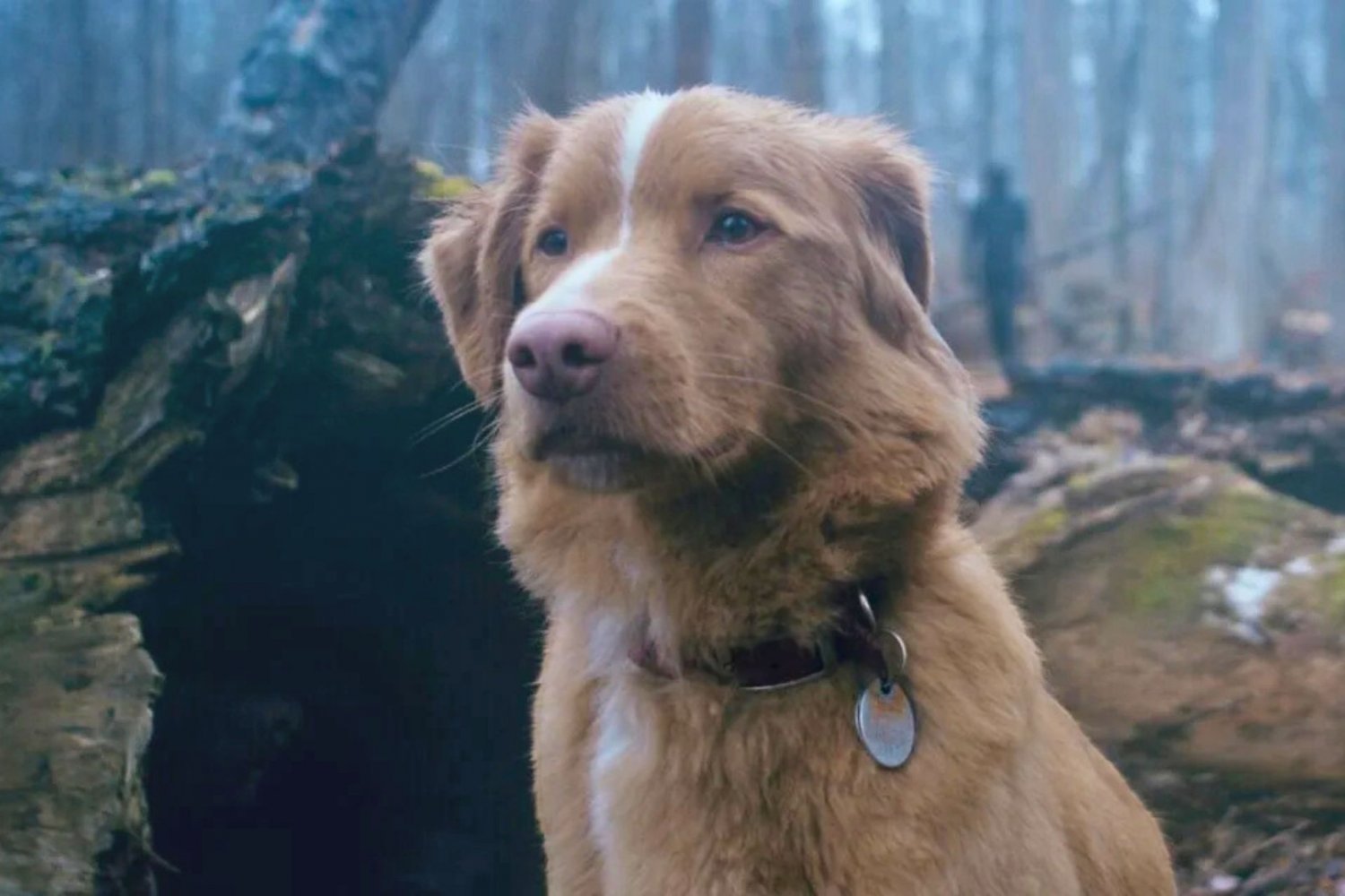 Good Boy to horror o psie Good Boy (2025)