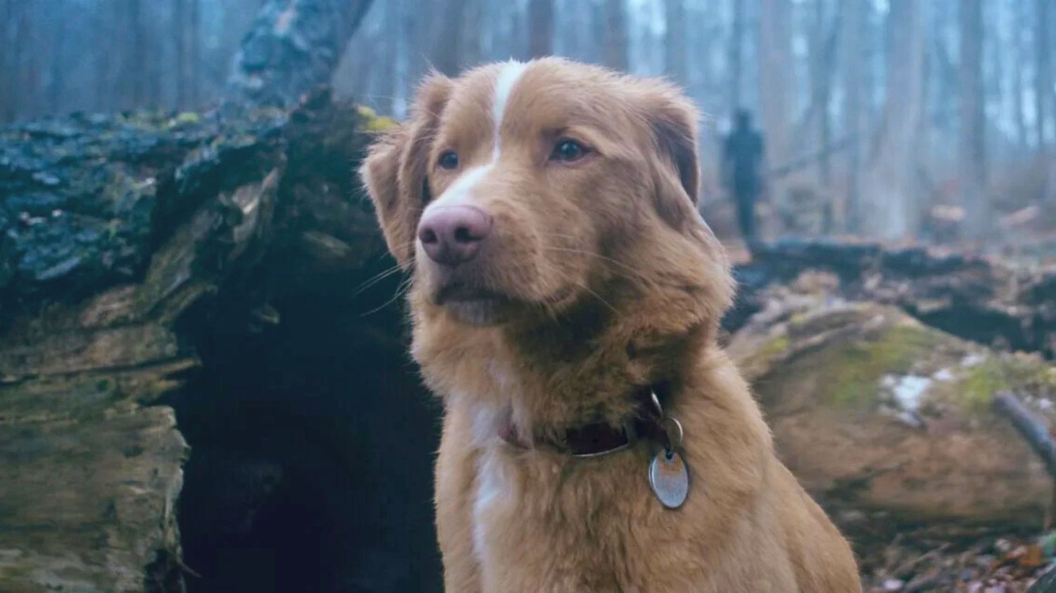 Good Boy to horror o psie Good Boy (2025)