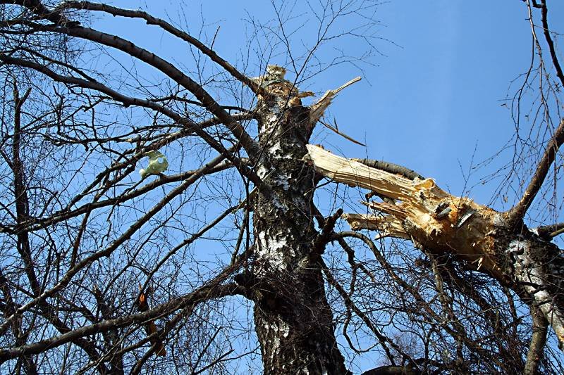 Podsmoleńska brzoza, która stała się w Polsce przedmiotem politycznego sporu.