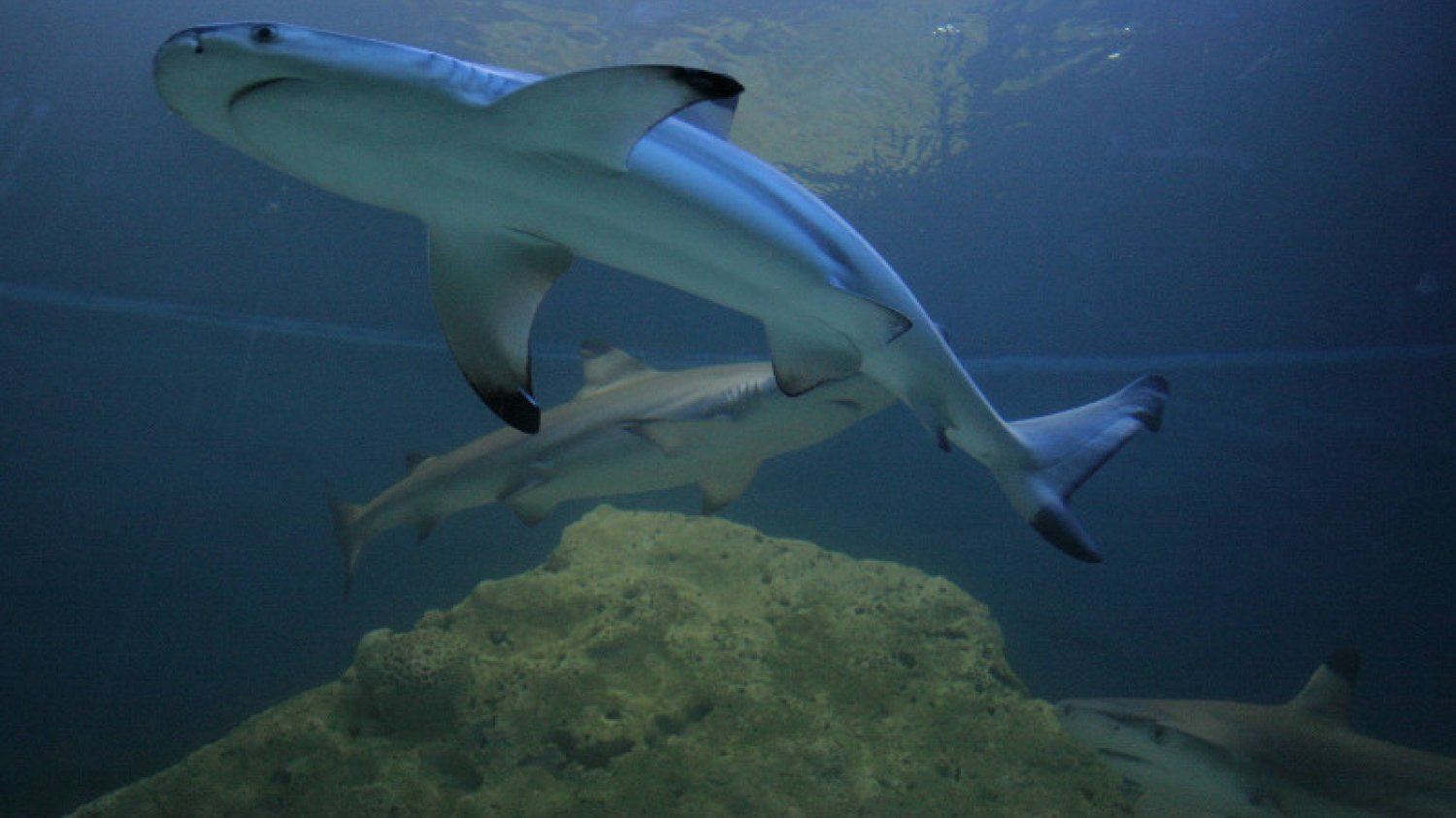 Atak rekina w Egipcie w Marsa Alam, zginął turysta z Czech. Na zdjęciu rekin z czasowego oceanarium w Warszawie.
