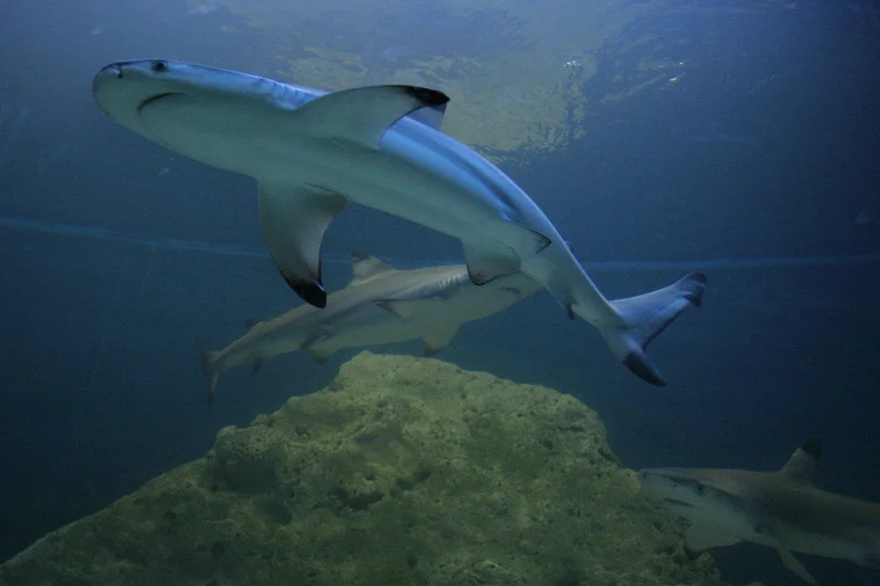 Atak rekina w Egipcie w Marsa Alam, zginął turysta z Czech. Na zdjęciu rekin z czasowego oceanarium w Warszawie.
