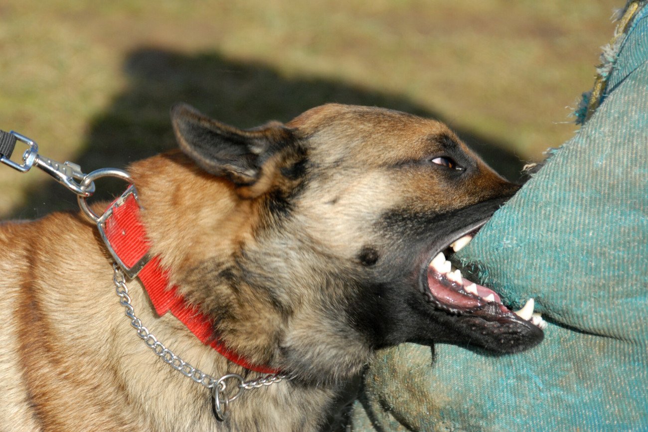 Psy zagryzły 48-latka w gminie Jeziorzany. To owczarki belgijskie malinois