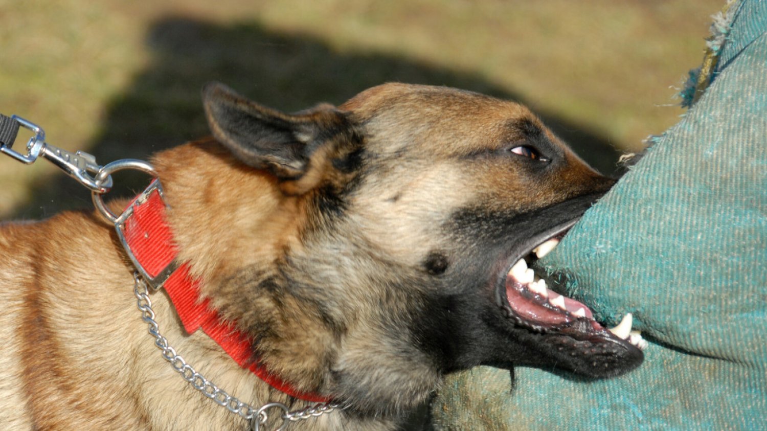 Psy zagryzły 48-latka w gminie Jeziorzany. To owczarki belgijskie malinois