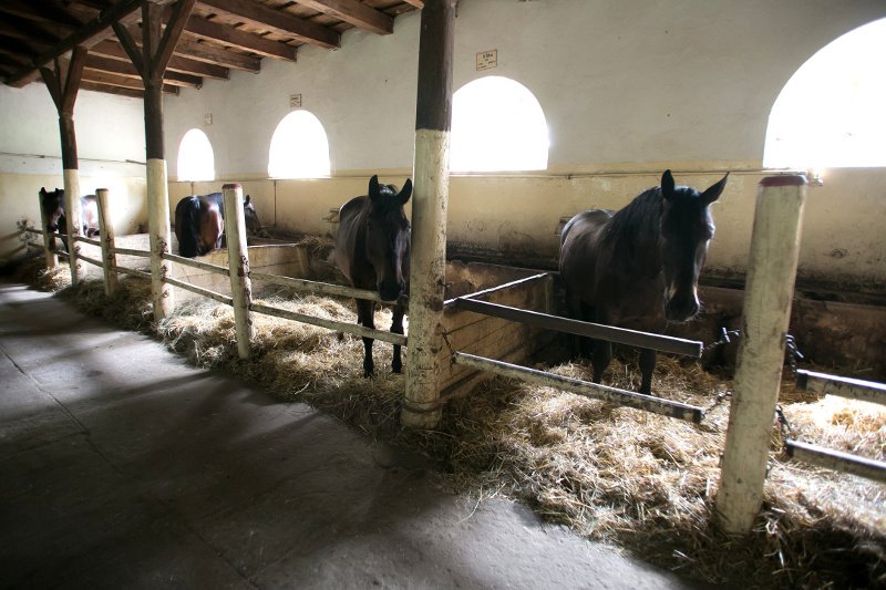 Finansowa katastrofa stadnin koni spowodowana jest... suszą.