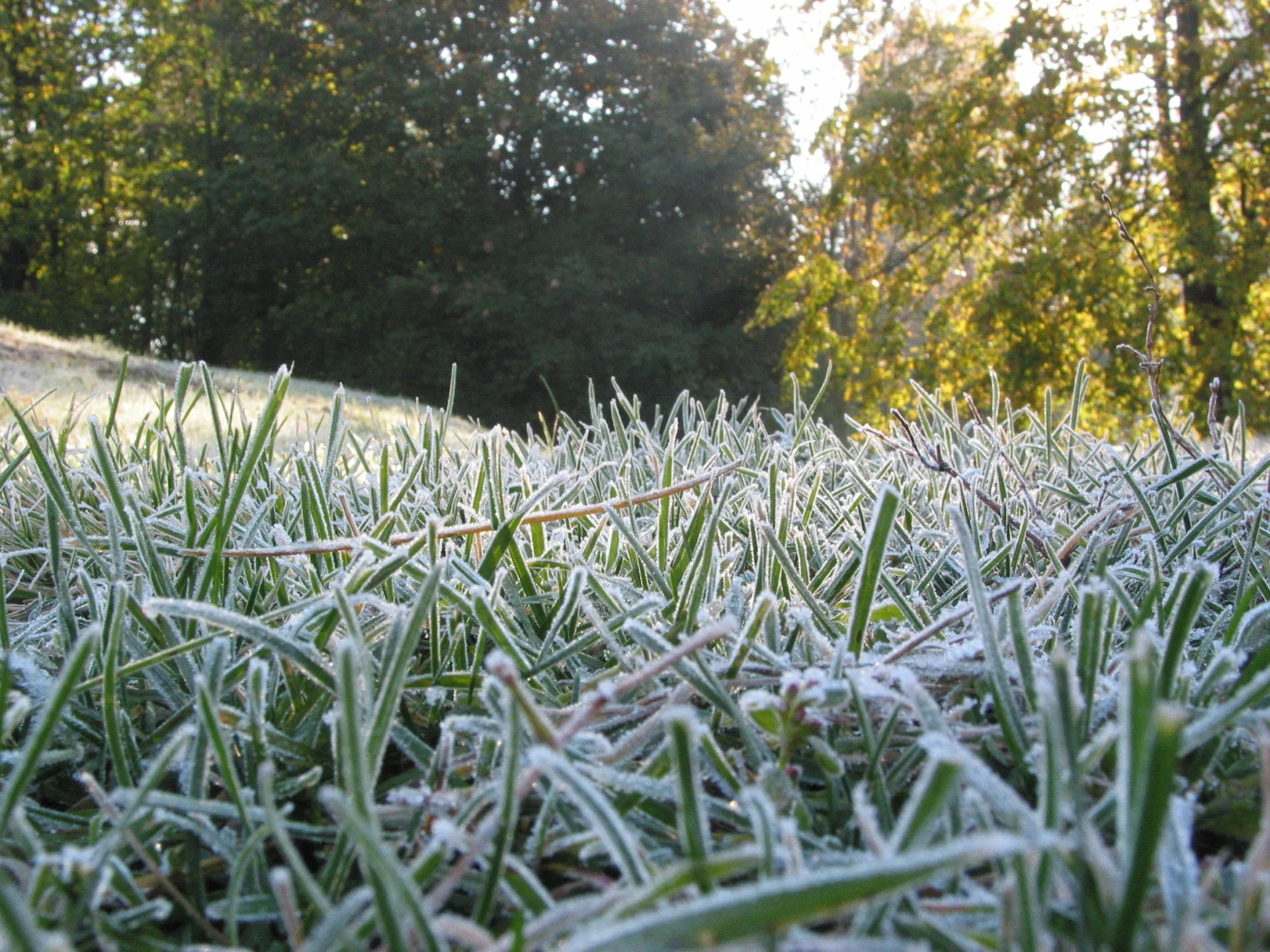 Majówka 2021: w niektórych regionach Polski synoptycy przewidują nocne przymrozki
