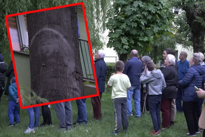 Parczew: Drzewo z twarzą Maryi lub Jezusa nie jest cudem. Wyjaśnienie