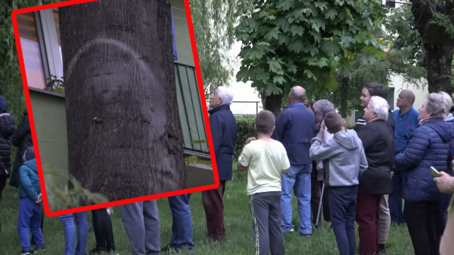 Parczew: Drzewo z twarzą Maryi lub Jezusa nie jest cudem. Wyjaśnienie Parczew: Drzewo z twarzą Maryi lub Jezusa nie jest cudem. Wyjaśnienie