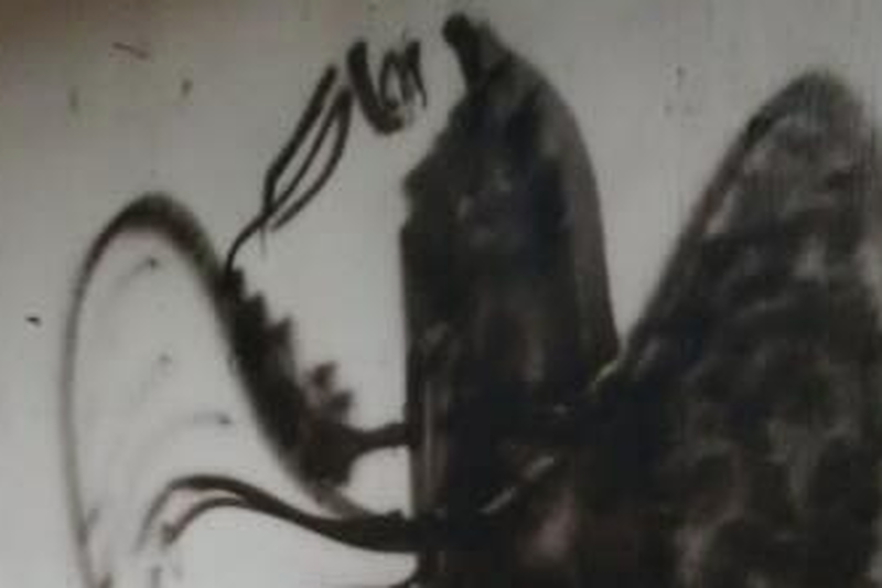 Internetowa zagadka - co przedstawia ten obrazek?