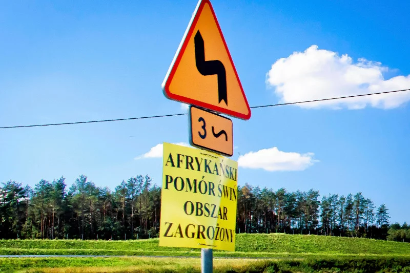 Płot na granicy ma powstrzymać rozprzestrzenianie się ASF.