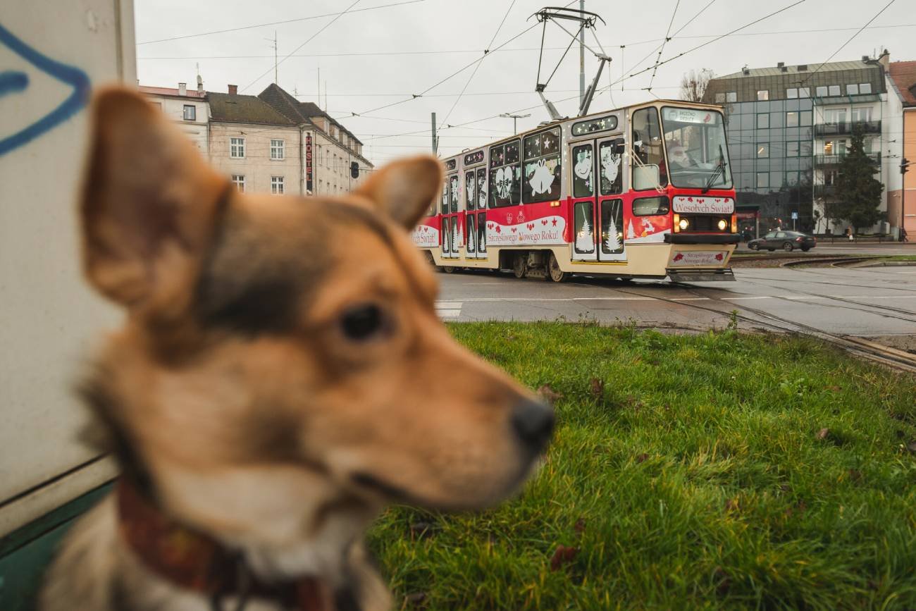 Przestraszona fajerwerkami suczka uciekła z domu. Znalazła się na Łotwie