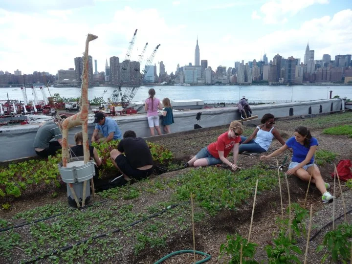 [url=http://rooftopfarms.org/ ]Eagle Street Rooftop Farm[/url]