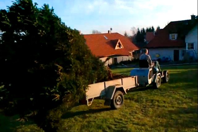 Sprzedaż cisów, po 20 latach może to być biznes warty miliony.