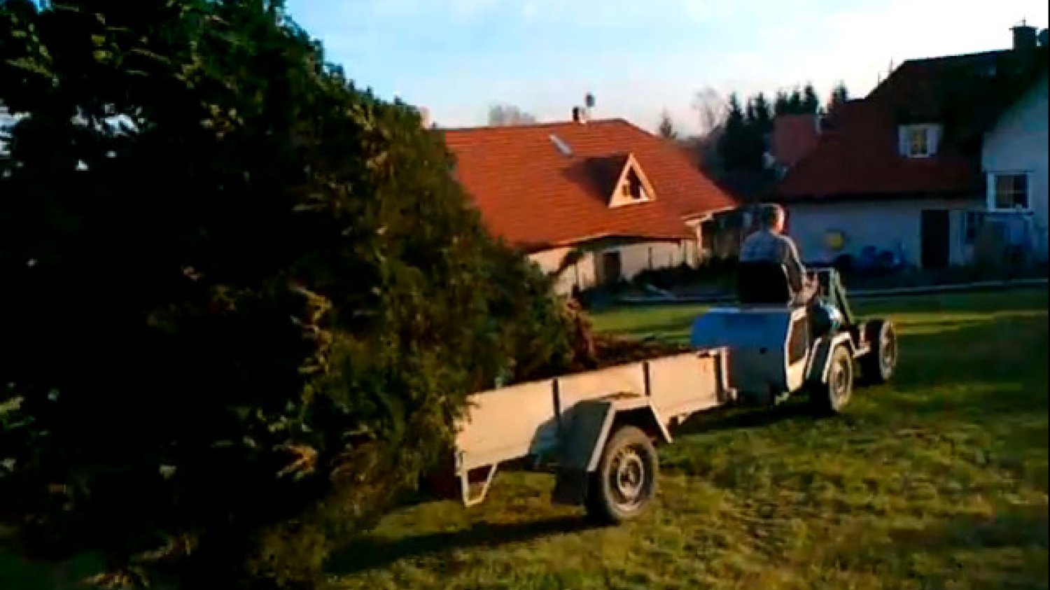 Sprzedaż cisów, po 20 latach może to być biznes warty miliony.