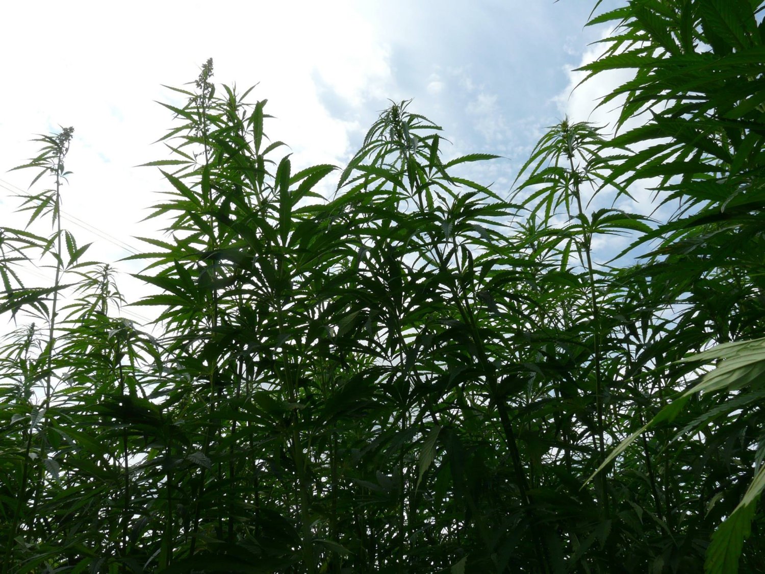 Konopie to cudowna roślina - niestety nie brakuje pasożytów, którzy chcą wykorzystać jej dobry wizerunek do niecnych celów