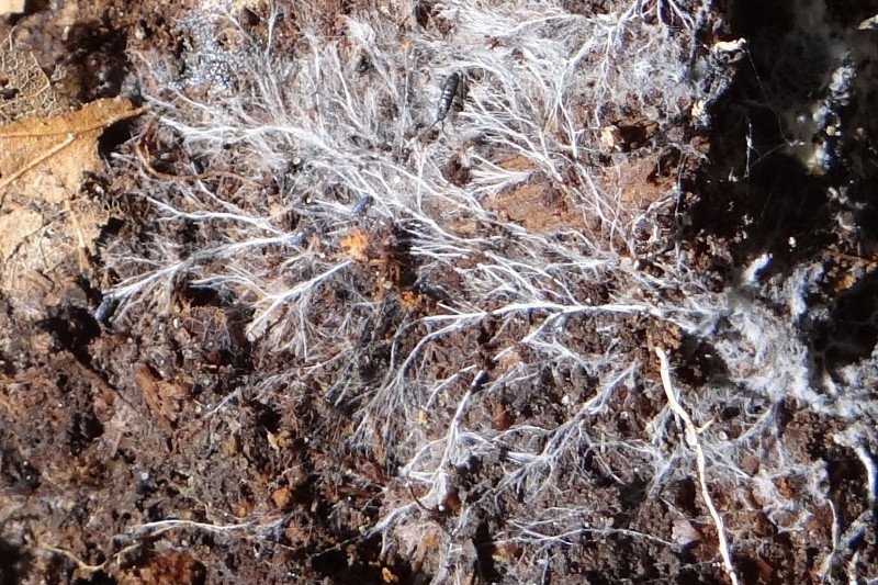 Tak wygląda grzybnia w warunkach naturalnych.