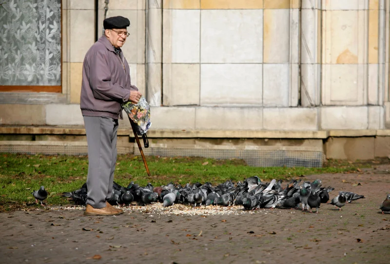 Starszy pan dokarmia gołębie w Katowicach