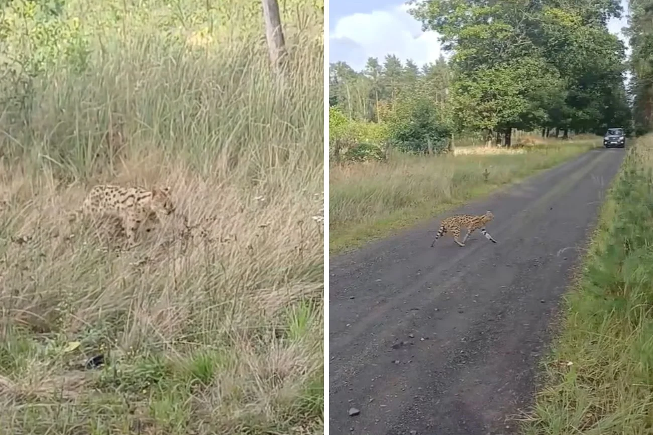 Serwal sawannowy zauważony w polskim lesie Serwal sawannowy w polskim lesie