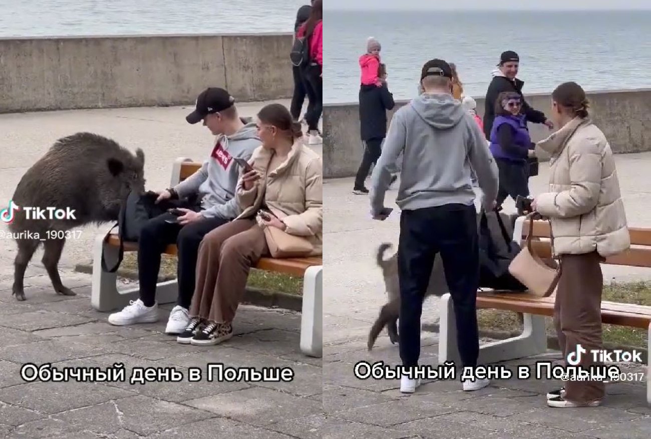 Ukrainka kpi z Polski na TikToku. Wszystko przez zwierzęta z Trójmiasta.