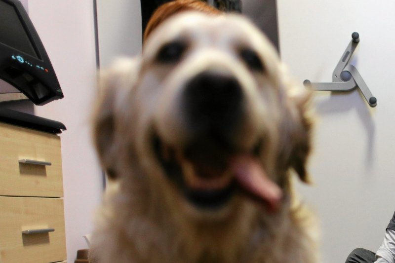 Licealiści z Zagłębia zaprzyjaźnili się z psem. Następnego dnia ich czworonożny przyjaciel był już martwy (fot. poglądowa).