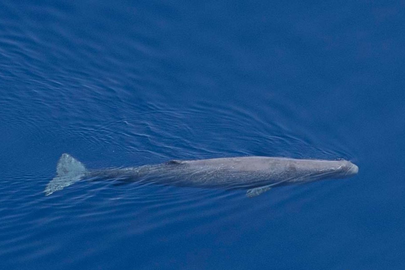 Jeden z wielorybów, który odwiedził chorwackie wybrzeże.
