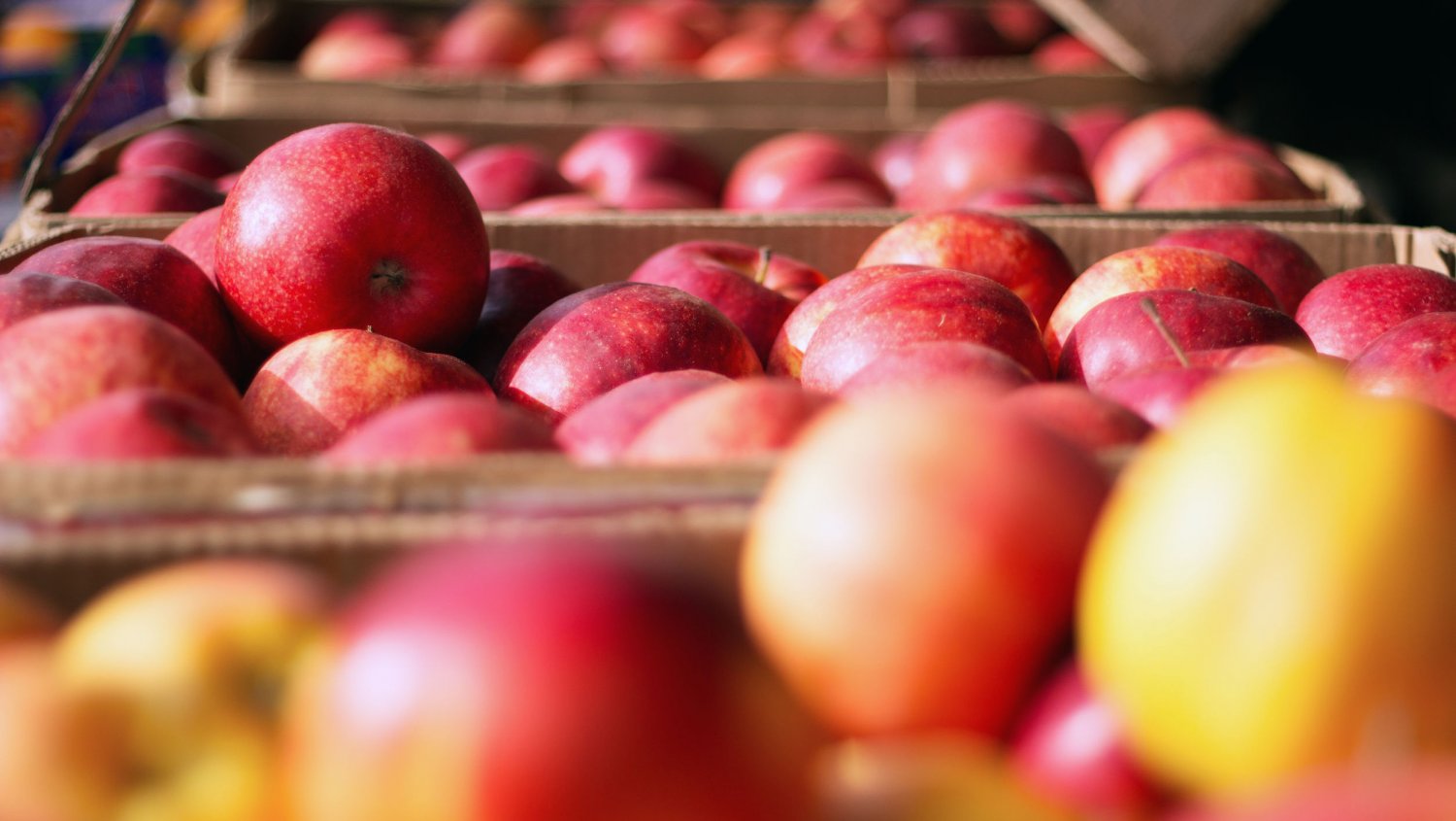 Jesienią polskie jabłka są najsmaczniejsze.