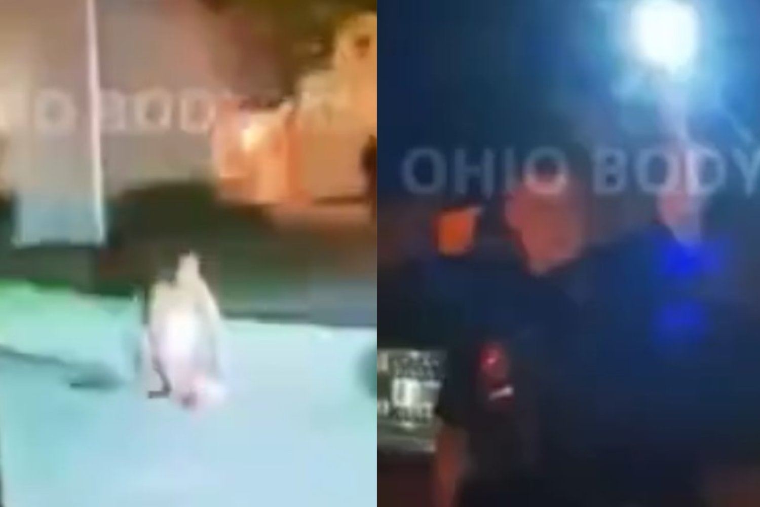 Trump o imigrantach jedzących koty. Za tą historią kryje się coś jeszcze.