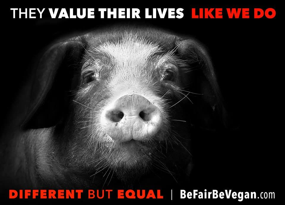 Wegańska kampania billboardowa BE FAIR BE VEGAN - inne, a jednak takie jak my.