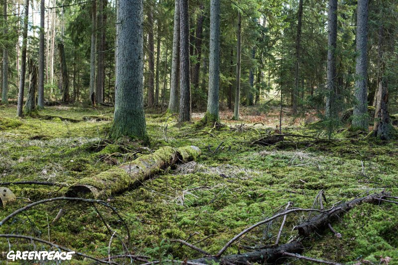 Puszcza Białowieska