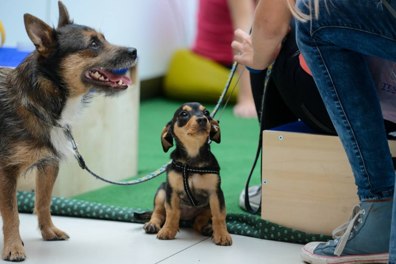 Dzieci męczą obce psy. Dziecko nie powinno nigdy samo podchodzić do psa