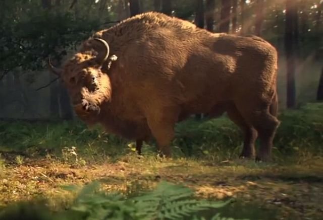 Co wyjdzie z połączenia polityka PiS z reklamą piwa Żubr? Dzięki eurowyborom nie musimy już się zastanawiać.