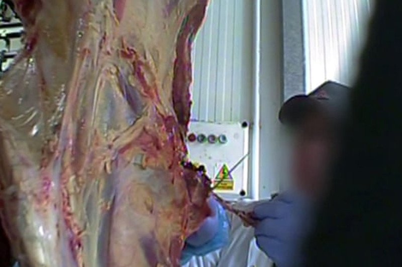 Brytyjczycy są zszokowani dokumentem "Superwizjera" TVN24 "Chore bydło kupię".