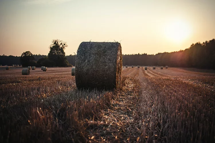 Dwie nastolatki chciały nagrać filmik z palącą się słomą...