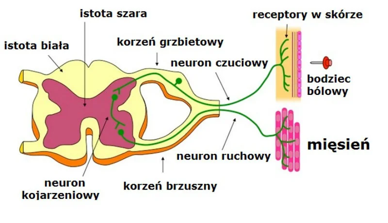 Schemat bramkowej teoria bólu