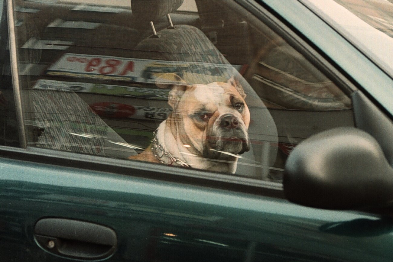 Zostawił psa rozgrzanym aucie.