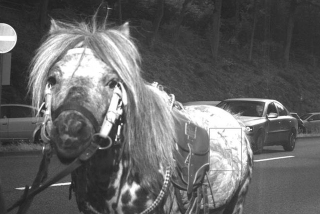 Zdjęcie konia, jakie wykonał niemiecki fotoradar, zyskało już niemałą popularność w internecie