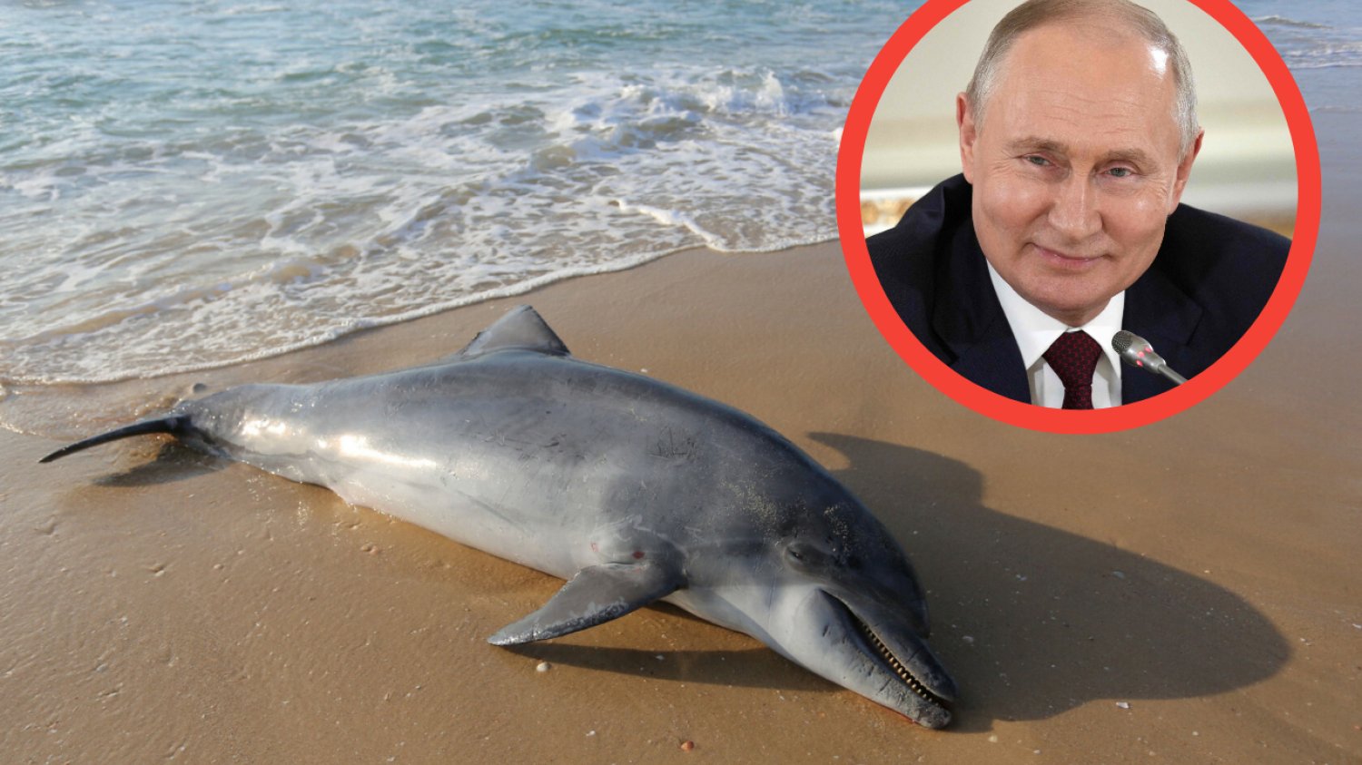 Wojska Putina zabiły w Morzu Czarnym co najmniej 900 delfinów