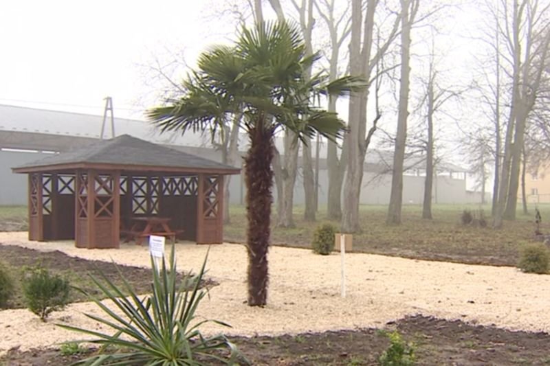 Palma ma przypominać w świętokrzyskim o zmianie klimatu.