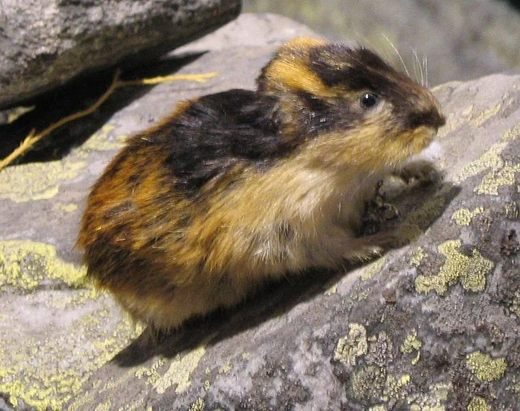 Leming górski
