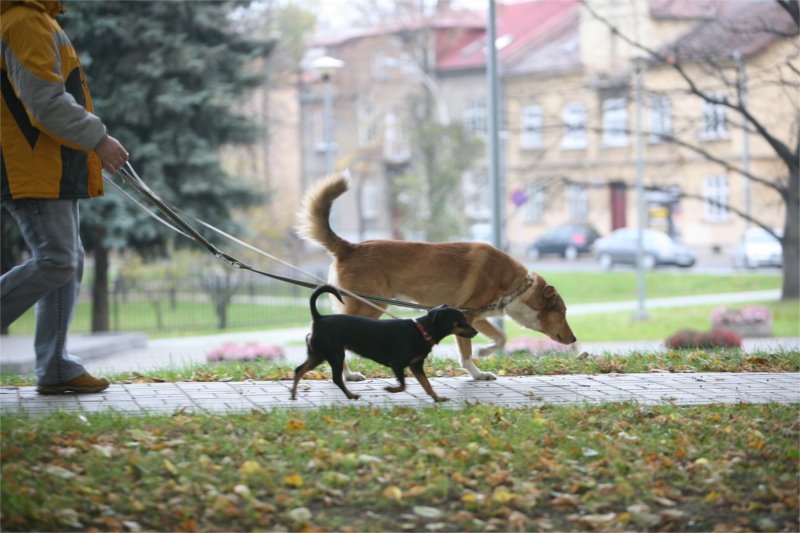 W 2018 roku opłata za psa w Polsce wzrosła średnio o 1,9 proc.