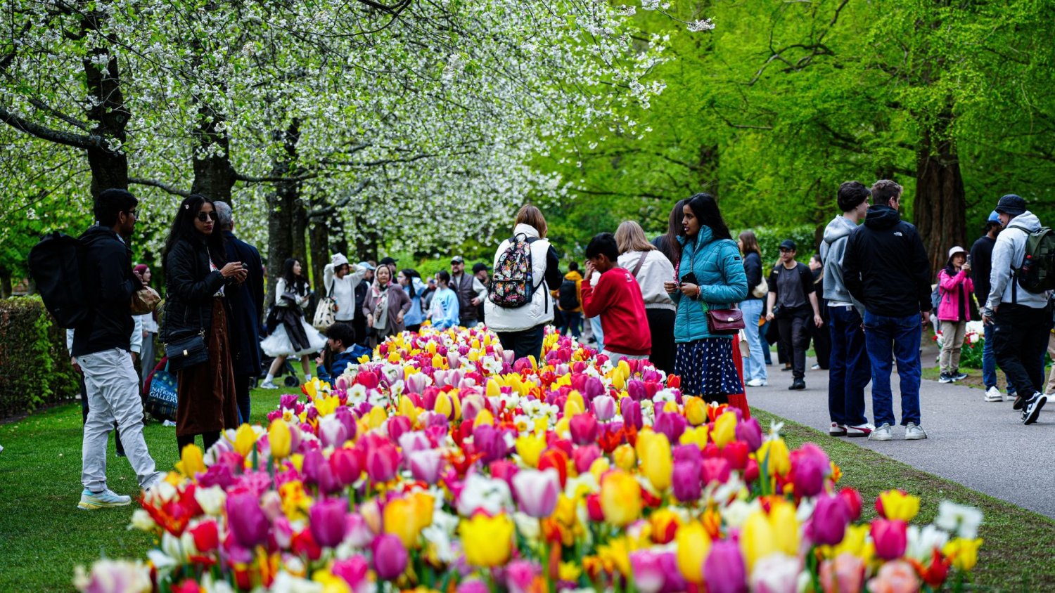 Tulipany w Holandii mogą być pułapką. Jeden błąd i wyjazd staje się klapą