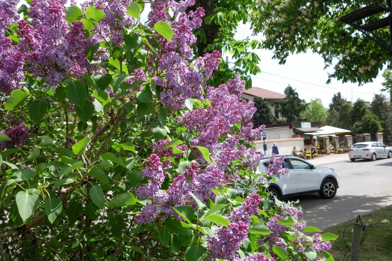 Krzak bzu przy ulicy