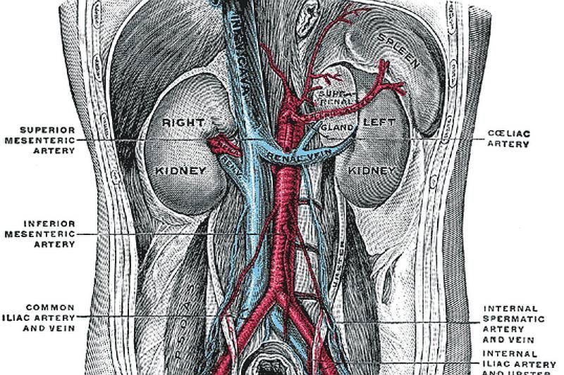 Nerka na sprzedaż? Być może wkrótce nie będzie to tylko oferta, którą składa się na czarnym rynku.
